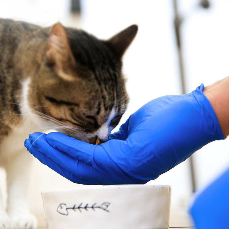 愛馬斯XNFST46100加厚一次性丁腈手套圖片2 愛馬斯XNFST46100加厚一次性丁腈手套圖片2